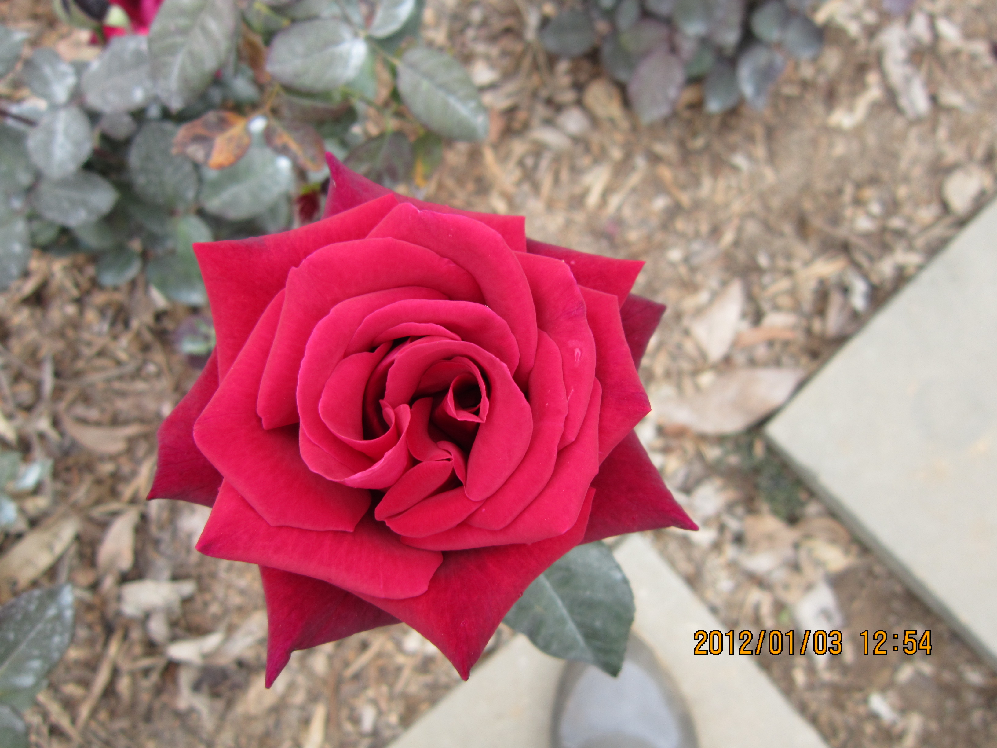IMG_0788.jpg