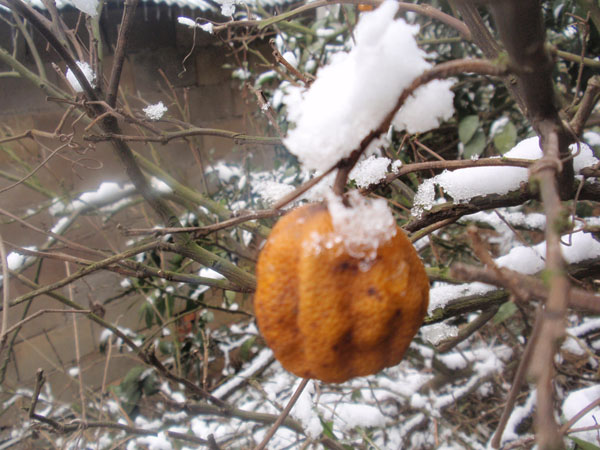 桔子.带雪