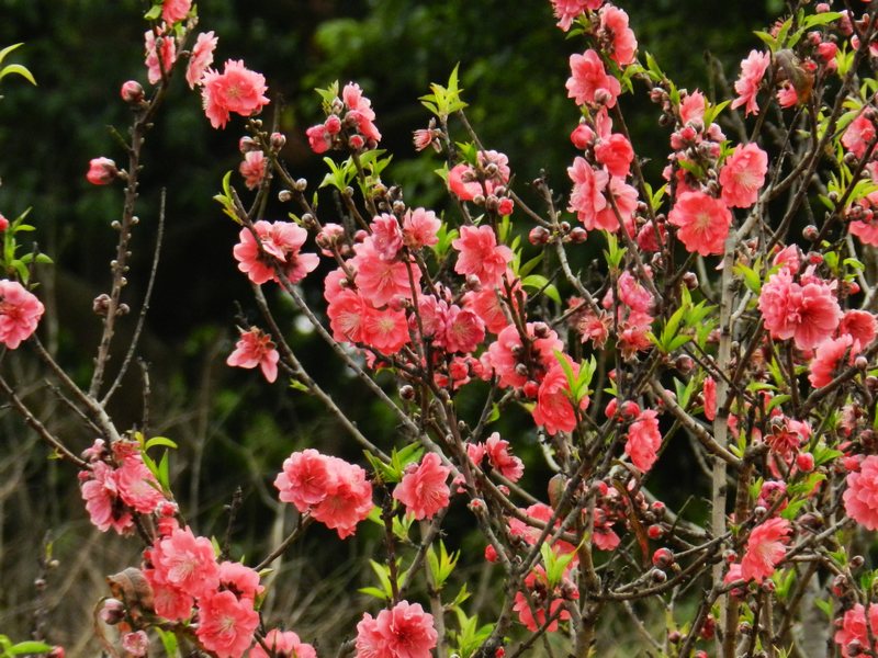 DSCN1615.jpg