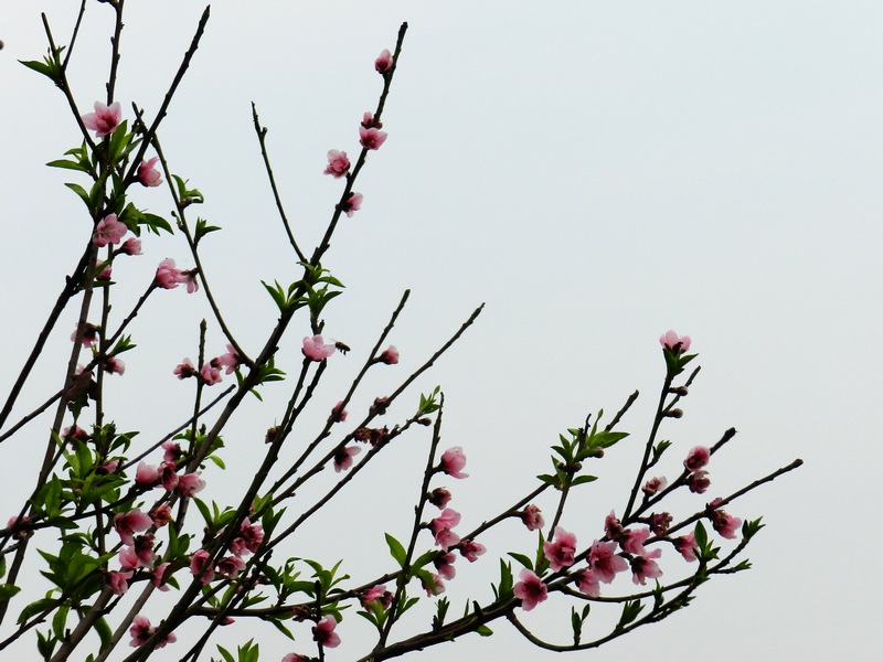 DSCN1620.jpg