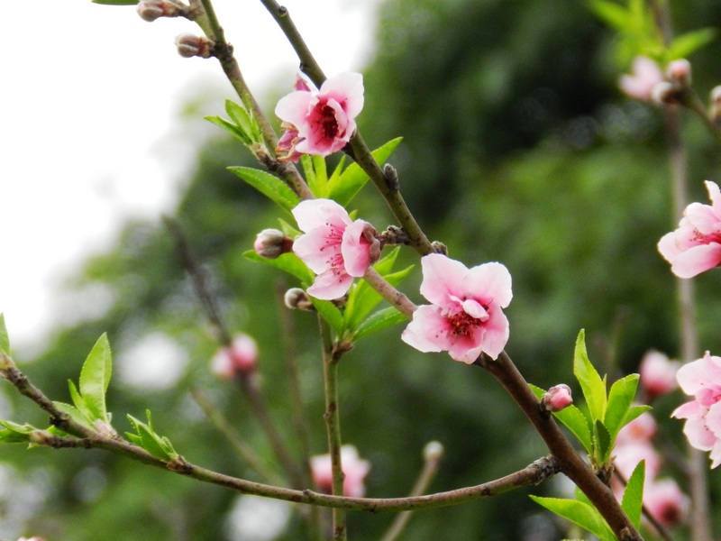 DSCN1622.jpg