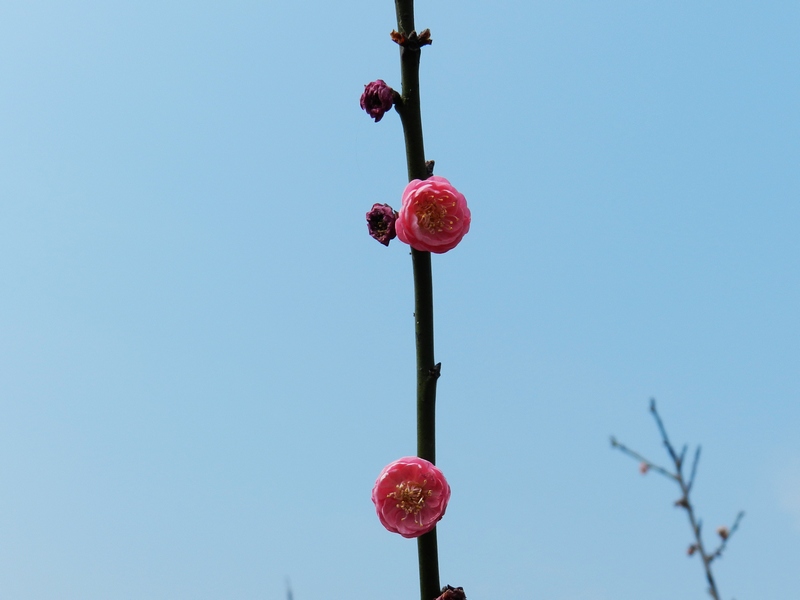 DSCN1510.jpg