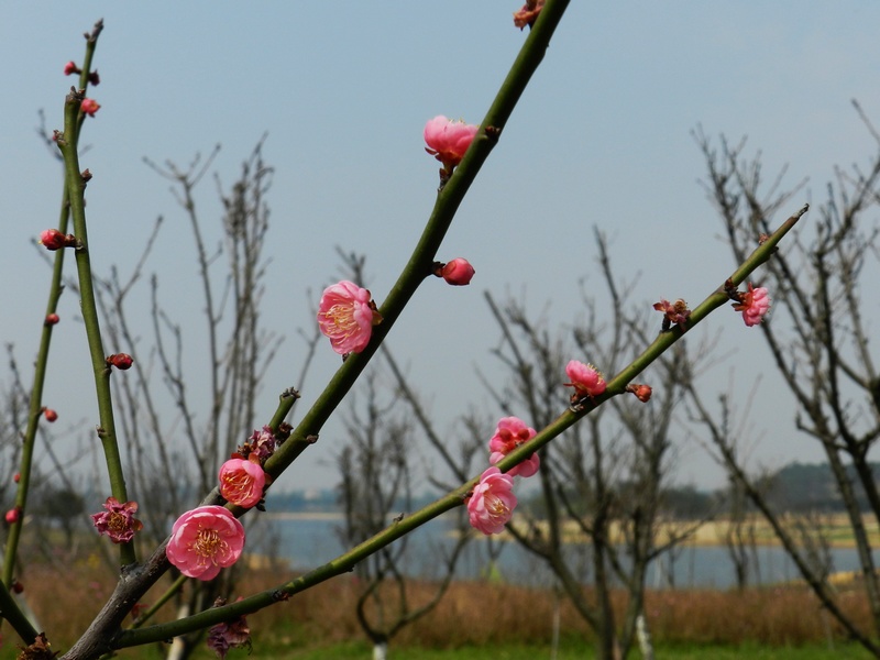 DSCN1535.jpg