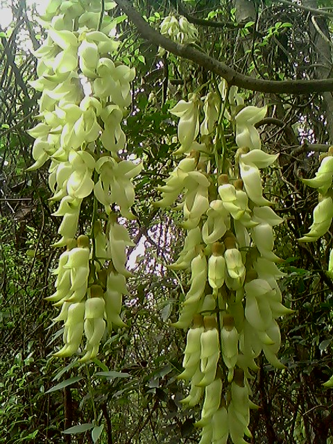 IMG1176A.jpg