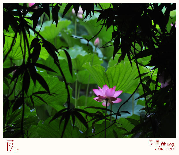 DSC_2547-sc.jpg
