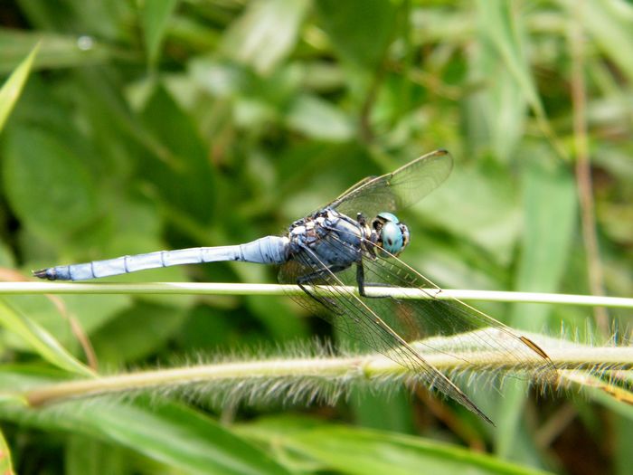 DSCF4733.JPG