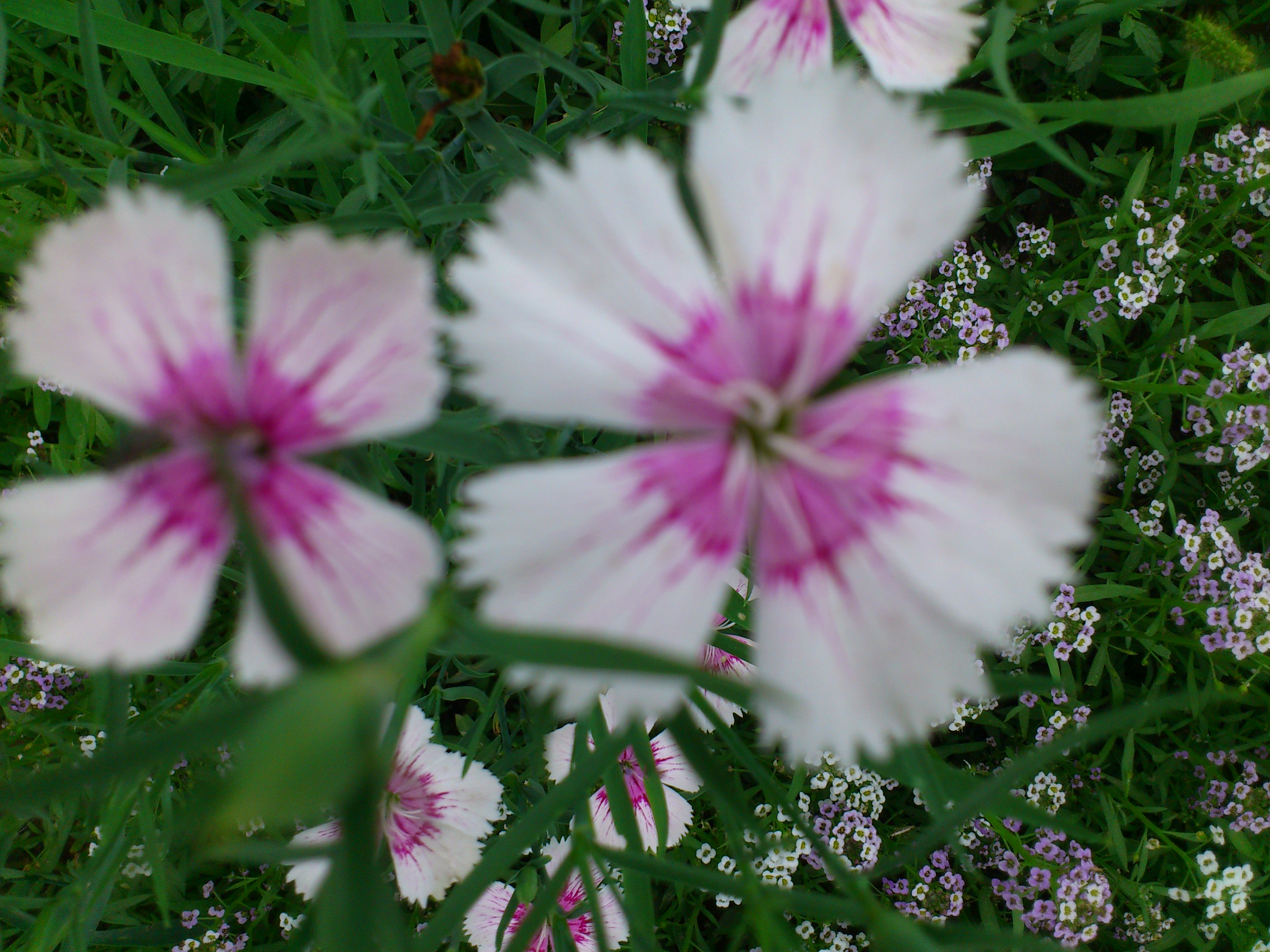 DSC_0064.JPG