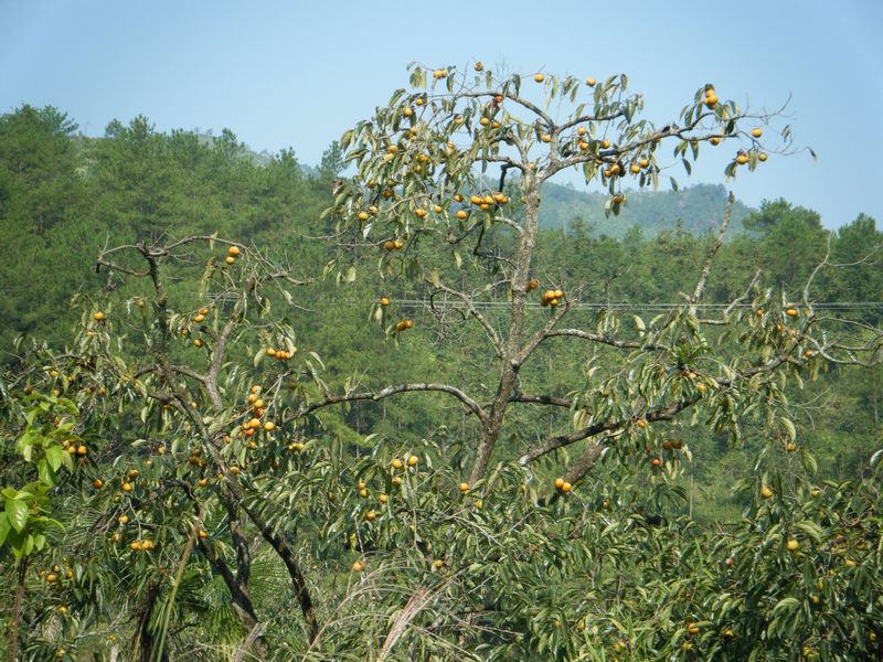 DSCF8630.JPG