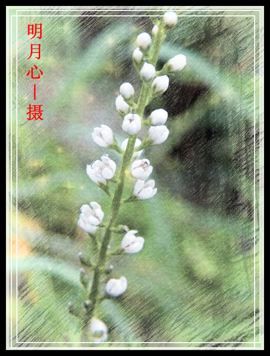 DSCF4562.jpg
