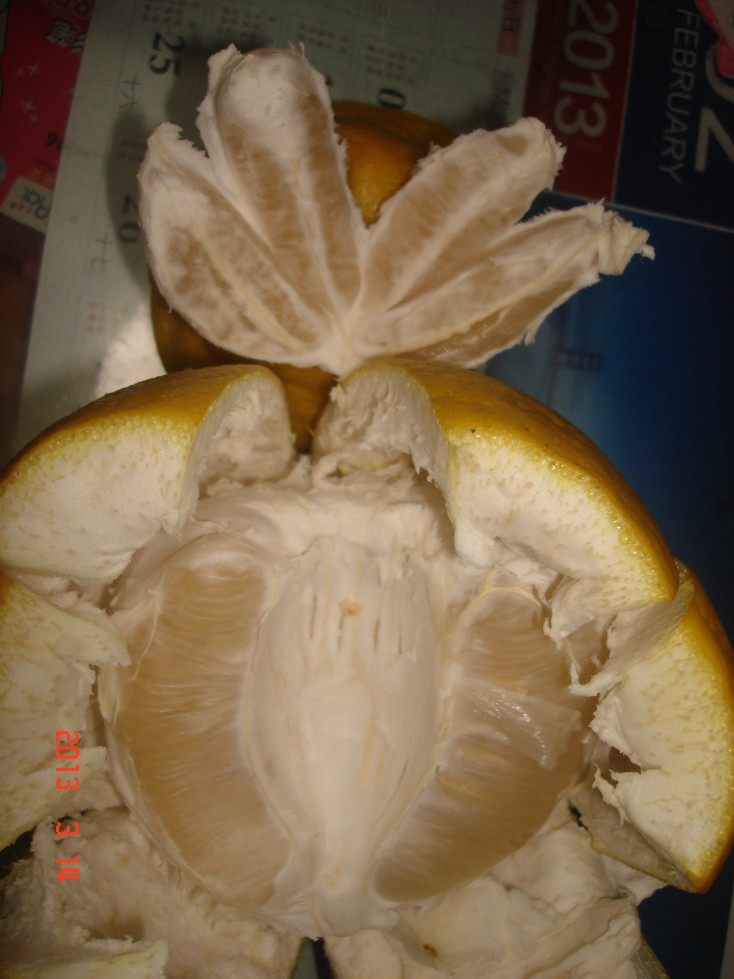 conew_dsc00349.jpg