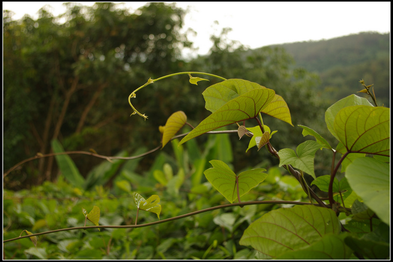 IMGP3487.jpg