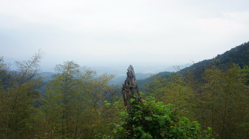 DSC00737.jpg