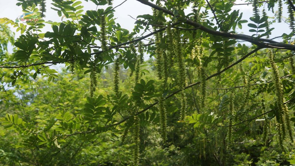 DSC03552.jpg