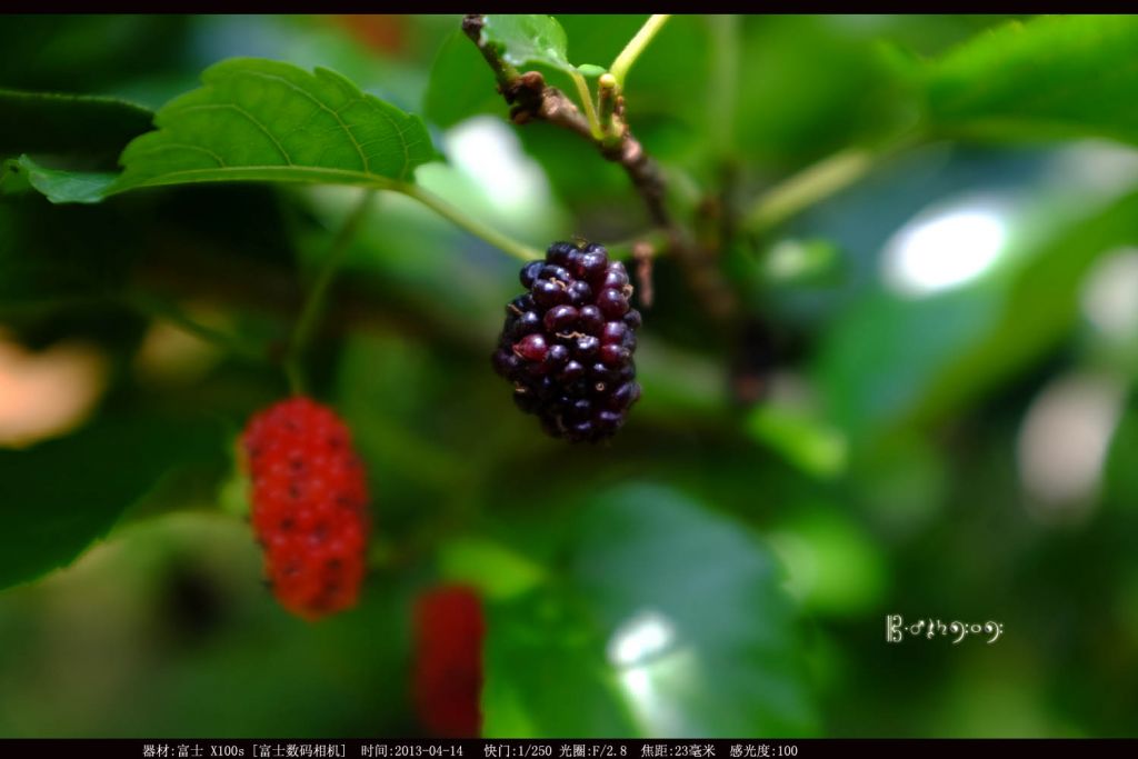 DSCF1600aaa.jpg