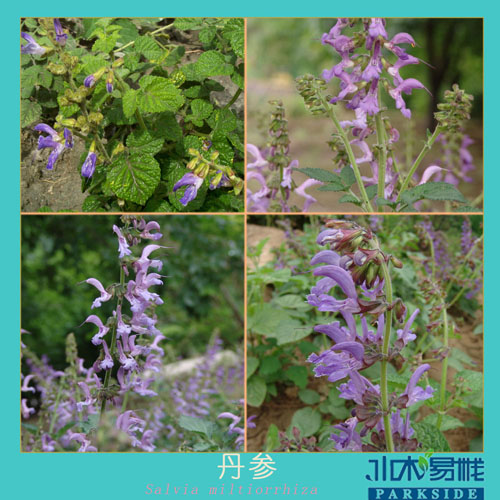 200932010942911.jpg