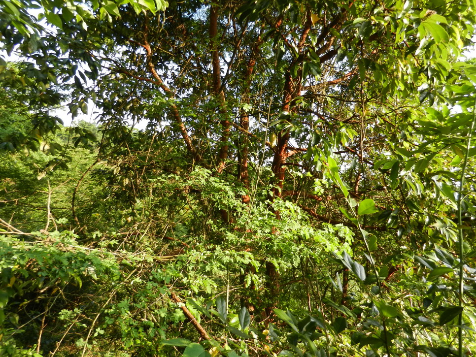 DSCN0245.JPG