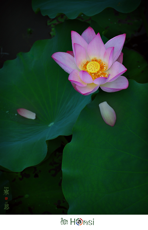 DSC_0462-sc.jpg