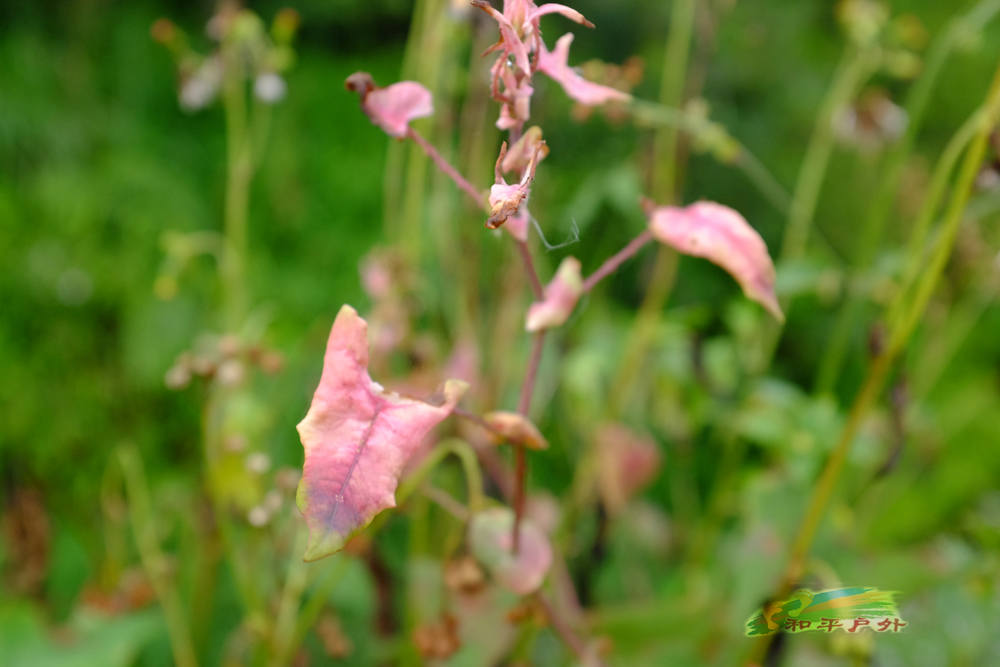 DSCF5742.jpg