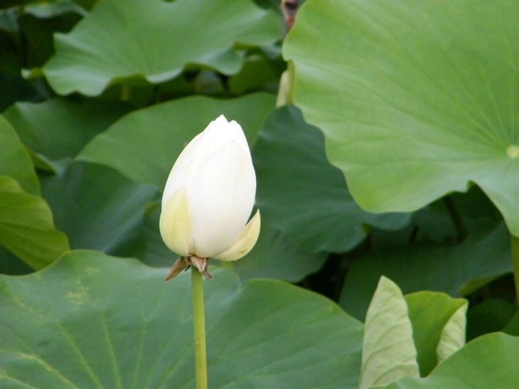 DSCF4975.JPG