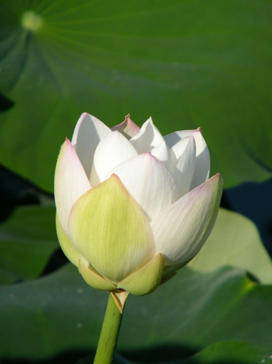 DSCF4455.JPG