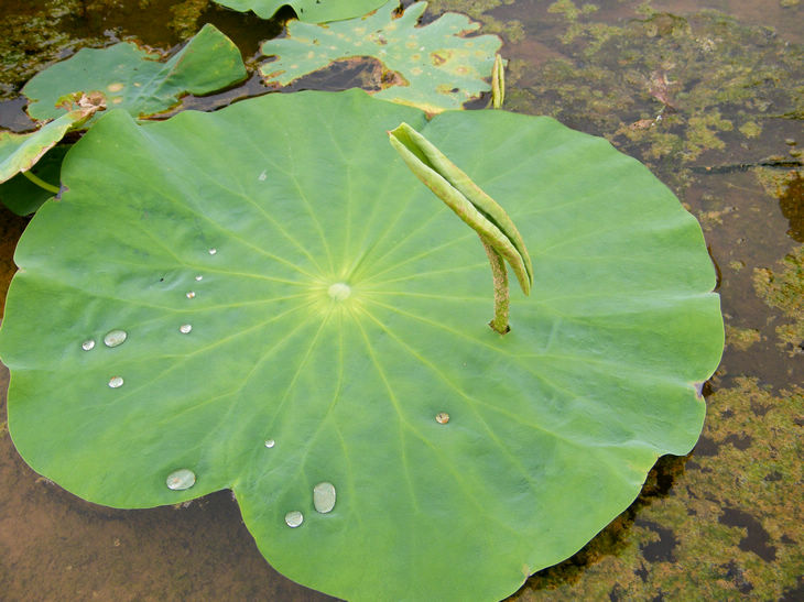 DSCF4952.JPG