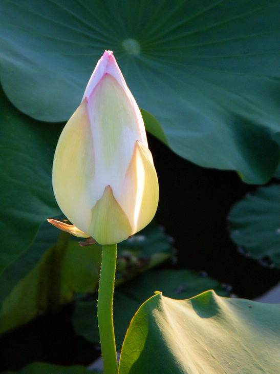 DSCF503.jpg