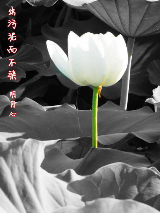 DSCF501.jpg