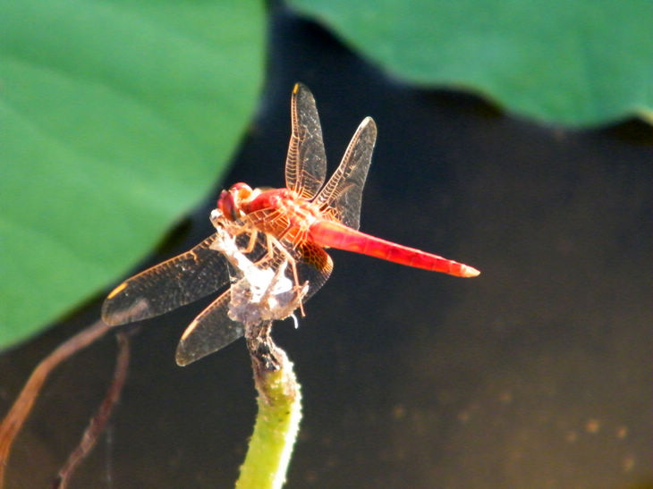 DSCF5020.JPG