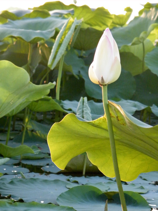 DSCF5038.JPG