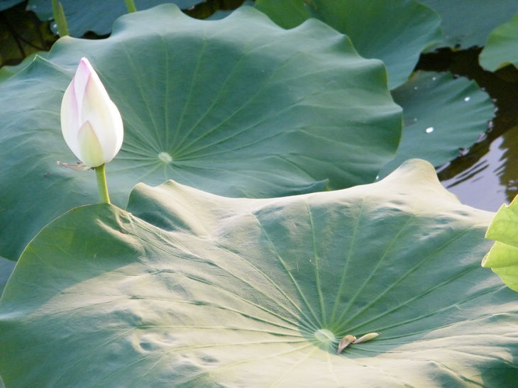 DSCF5039.JPG