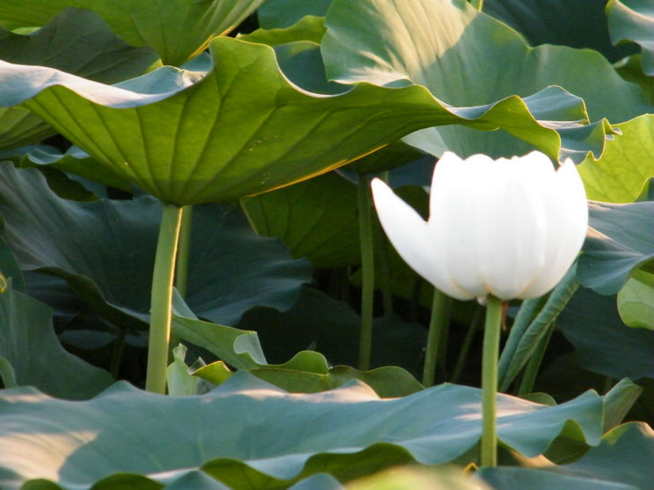 DSCF5050.JPG