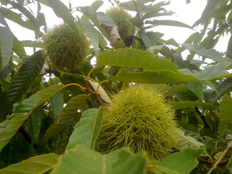20130802119.jpg
