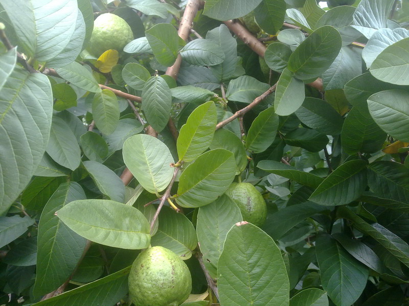 20130802130.jpg