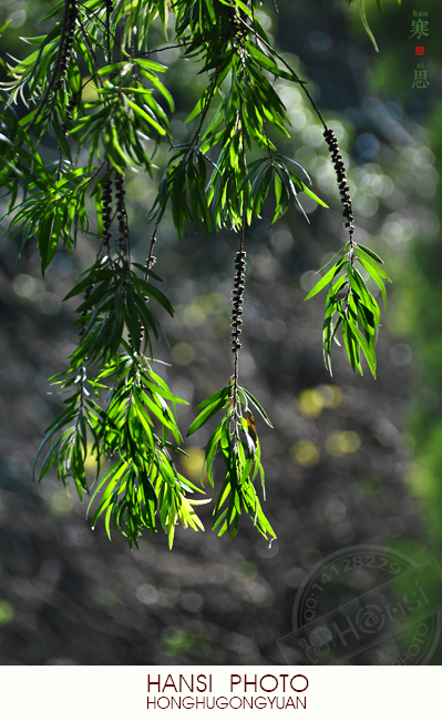 DSC_1014 sc.jpg