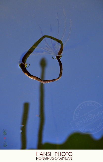 DSC_1037 sc.jpg