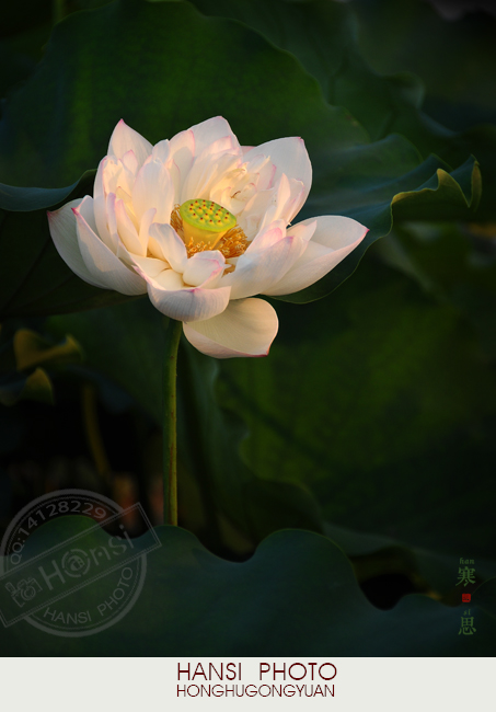 DSC_1088-sc.jpg
