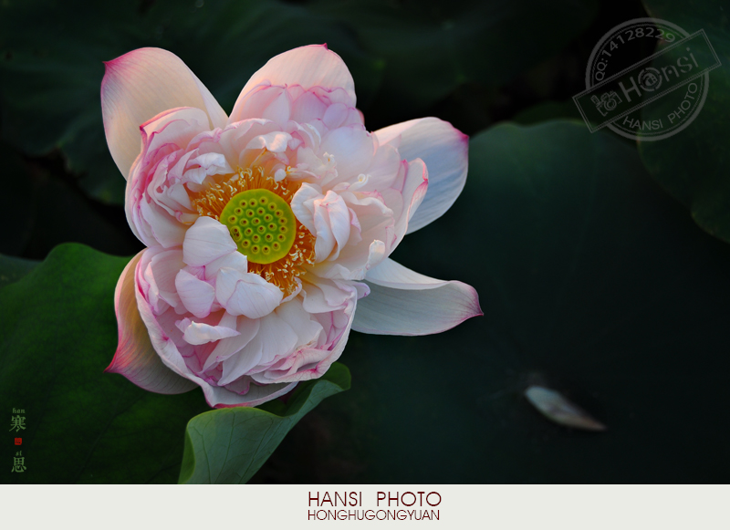 DSC_1097 sc.jpg