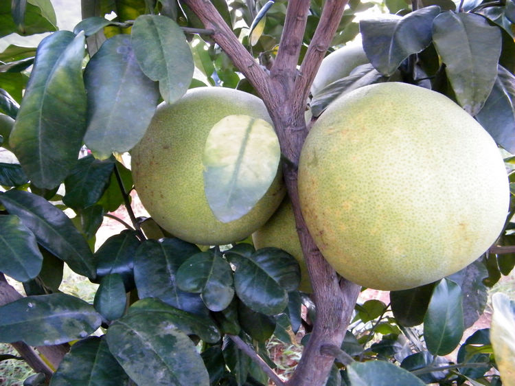 DSCF6552.JPG