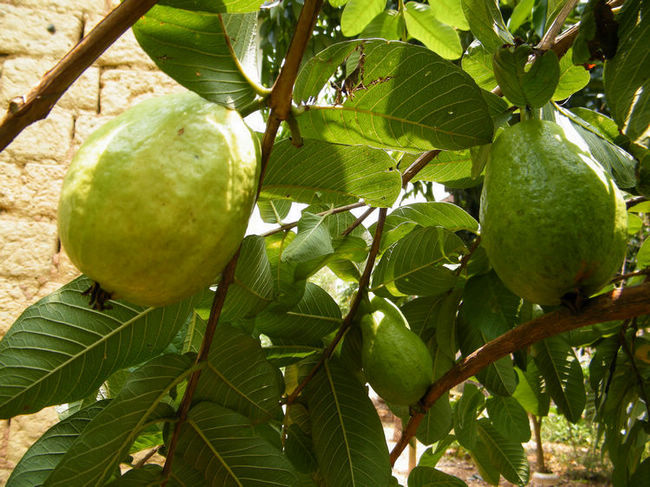 DSCF6008.JPG