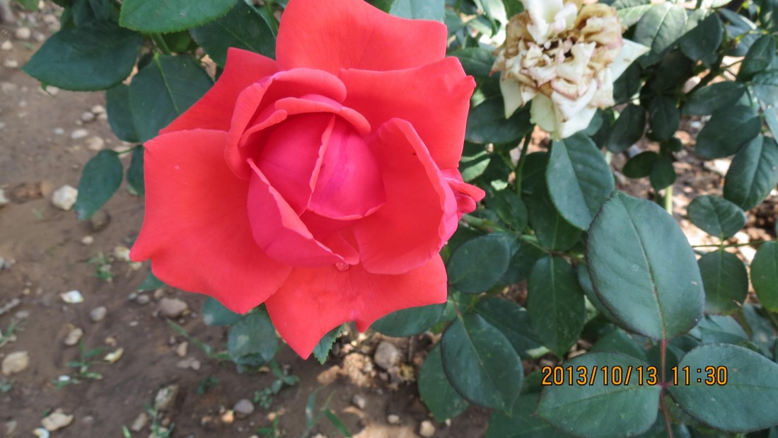 IMG_2588.JPG