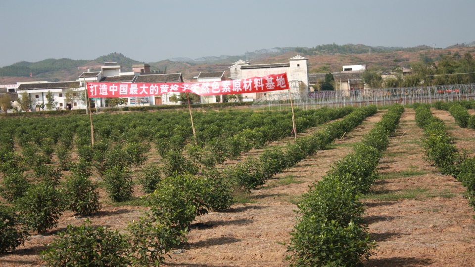 淶ֲʾ