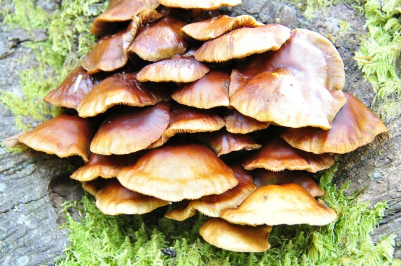 psb (14).jpg