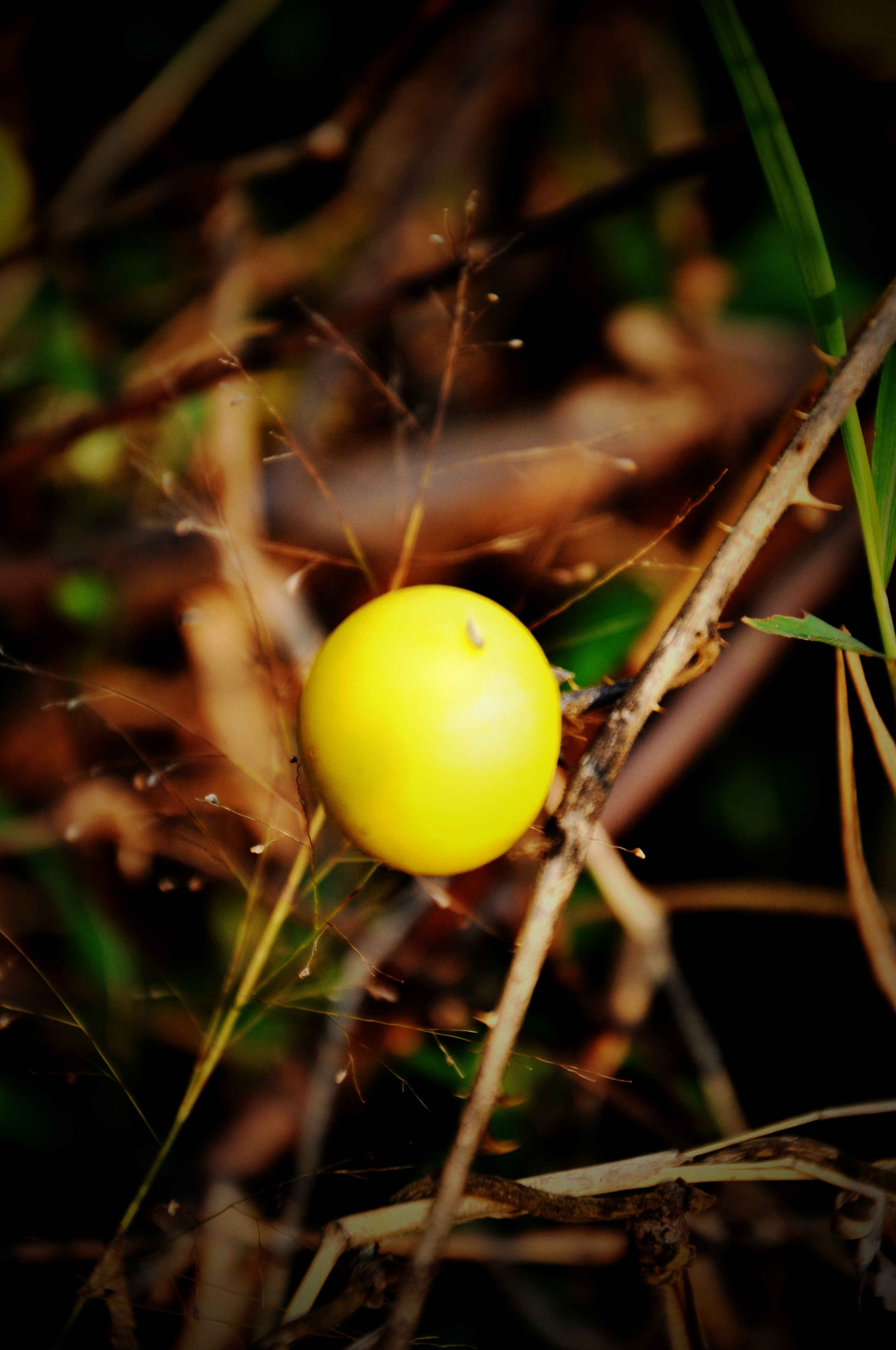 DSC_4427_.jpg