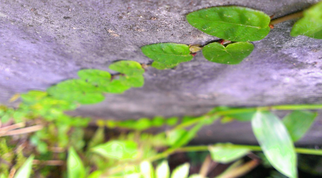 ֻ (7).jpg