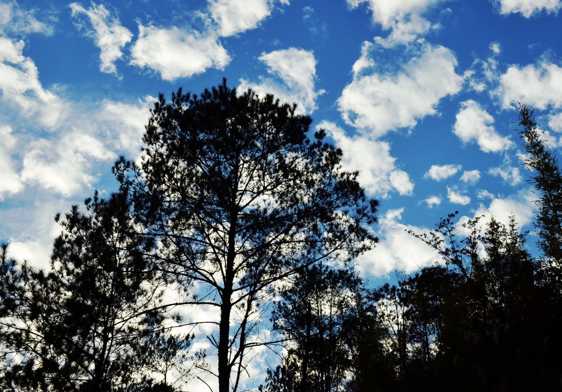 DSC_0436_.jpg