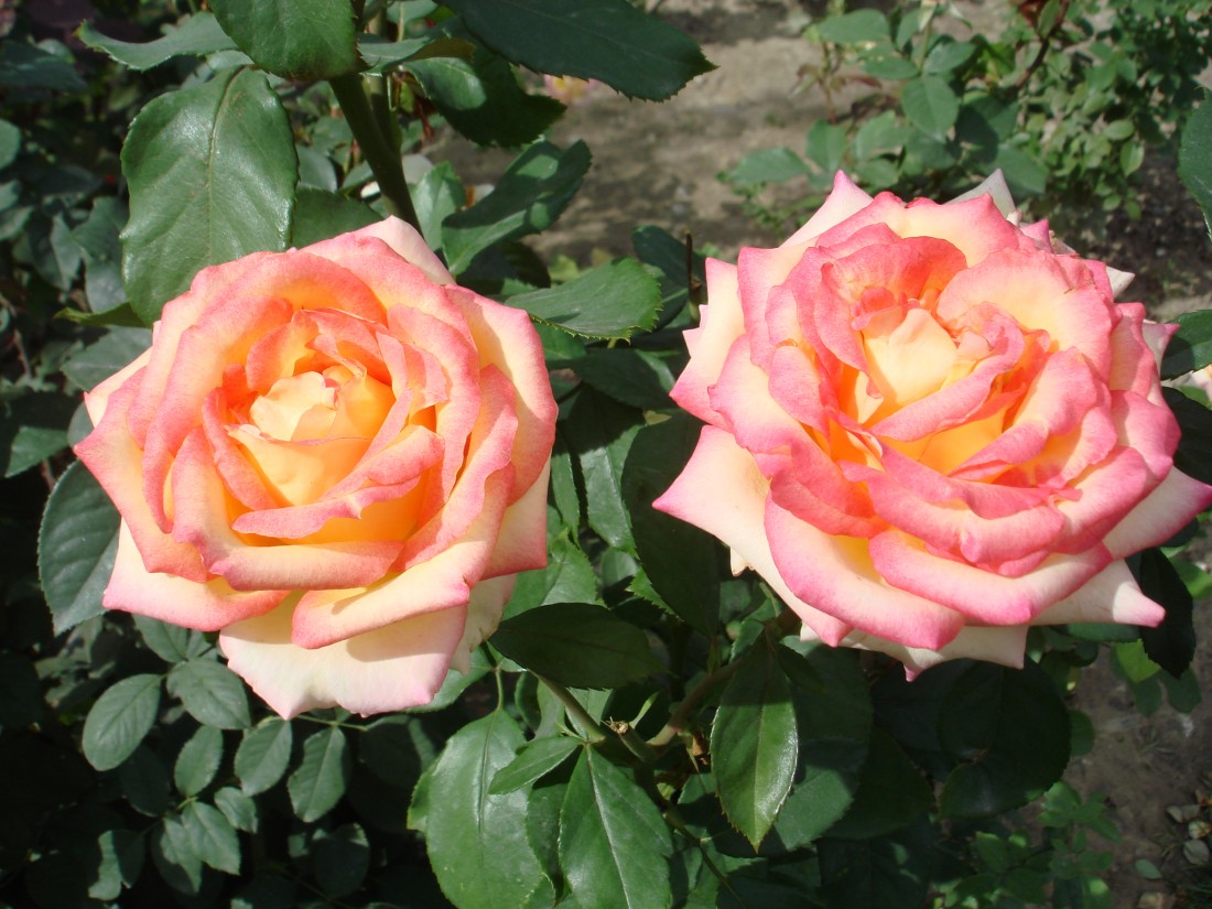 DSC00392.JPG