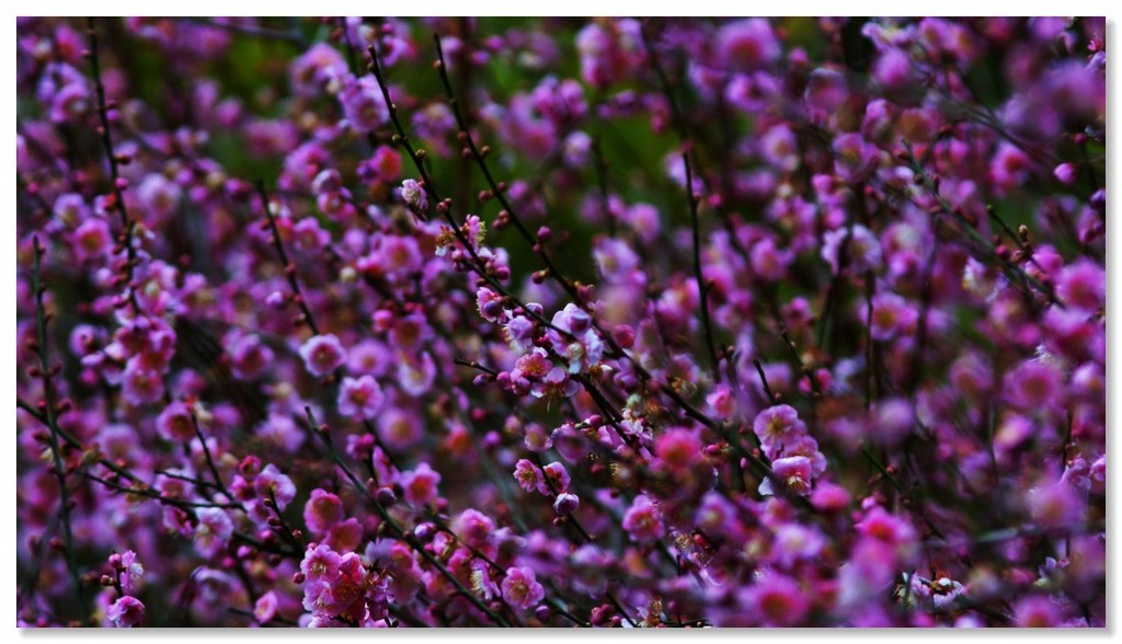 215939abiymg179nikhl46.jpg.thumb.jpg