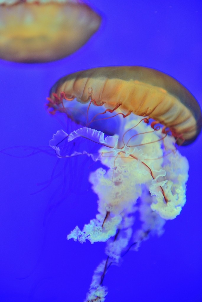 193637ims6eea1c61stm11.jpg.thumb.jpg
