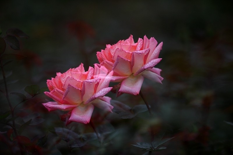 164615xzc81dcdr1qubddd.jpg.thumb.jpg