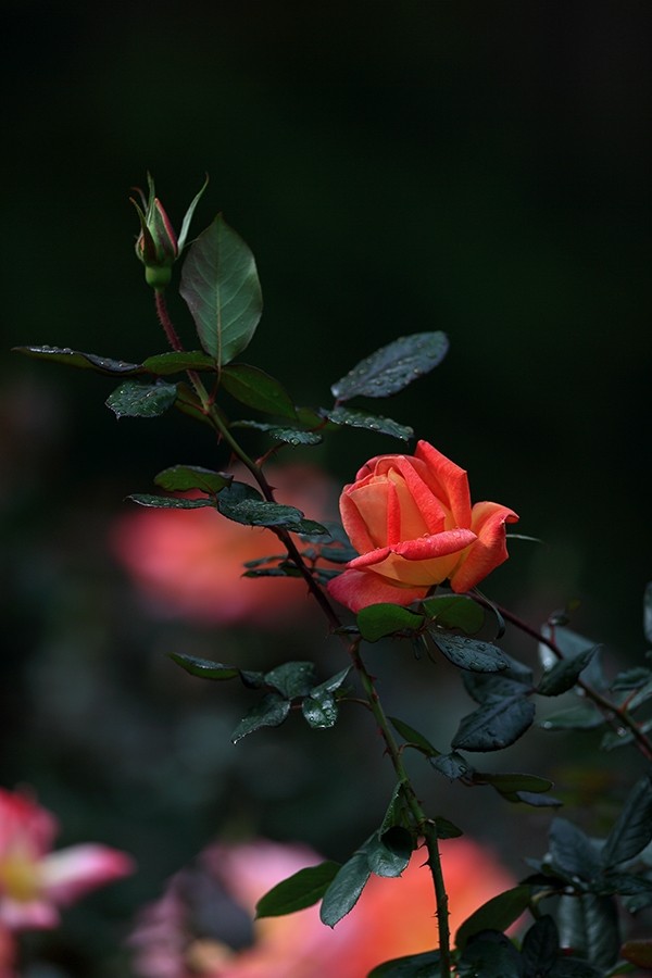 213727cjg9pc99gg828f2t.jpg.thumb.jpg